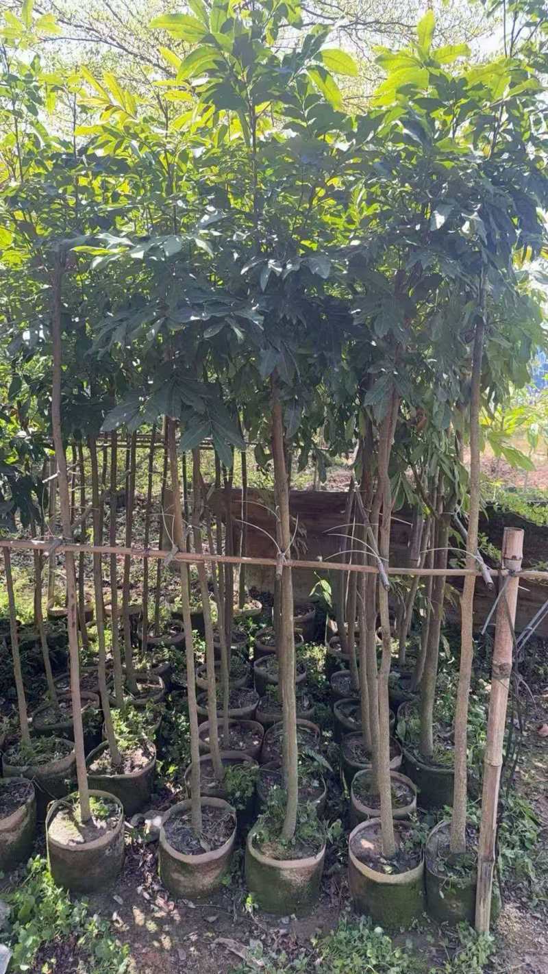 龙眼苗基地直发提供技术指导量大优惠对接全国