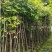 龙眼苗基地直发提供技术指导量大优惠对接全国