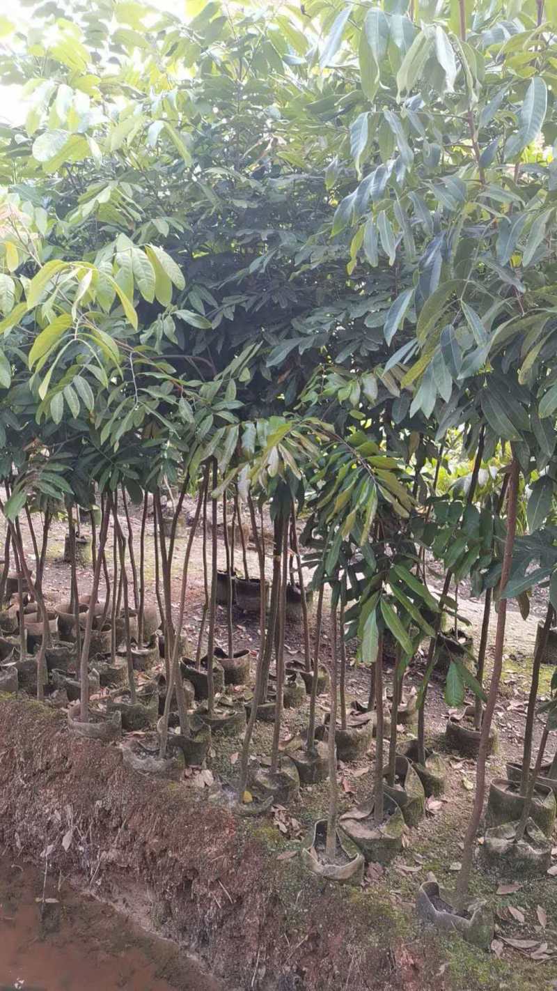 龙眼苗基地直发提供技术指导量大优惠对接全国