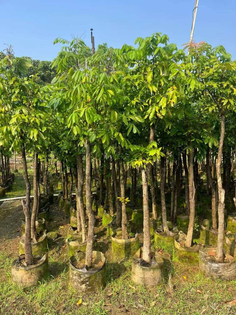 龙眼苗基地直发提供技术指导量大优惠对接全国
