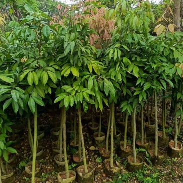 荔枝苗基地直供品种齐全对接全国量大优惠