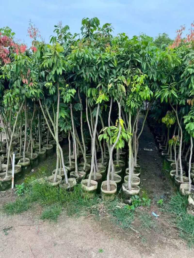 荔枝苗基地直供品种齐全对接全国量大优惠
