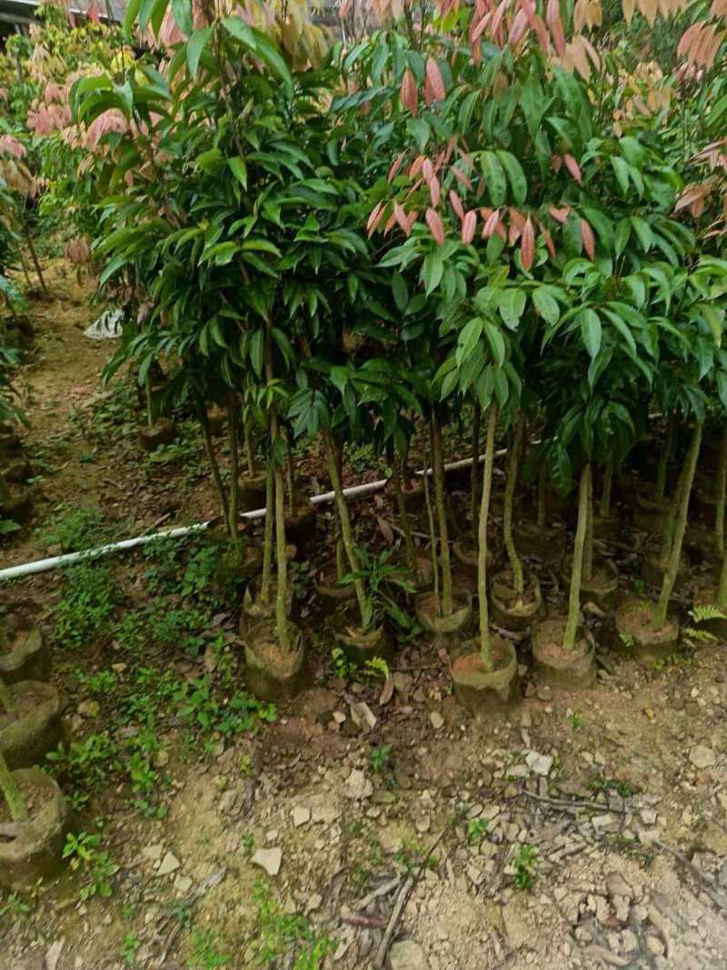 荔枝苗基地直供品种齐全对接全国量大优惠
