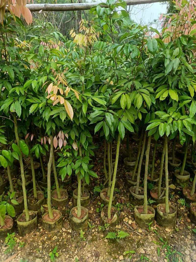 荔枝苗基地直供品种齐全对接全国量大优惠