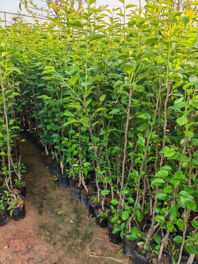 青皮梨苗产地直发保质保量对接全国量大优惠