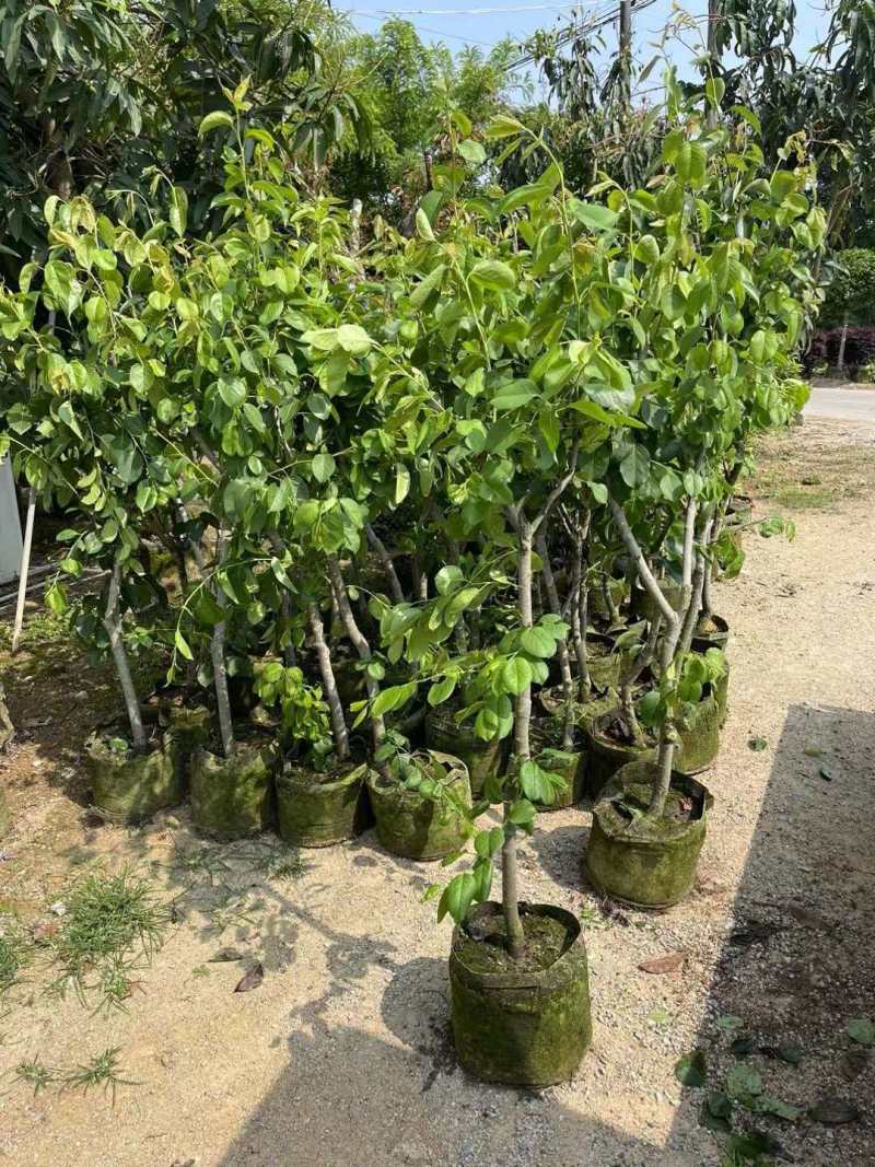 青皮梨苗产地直发保质保量对接全国量大优惠