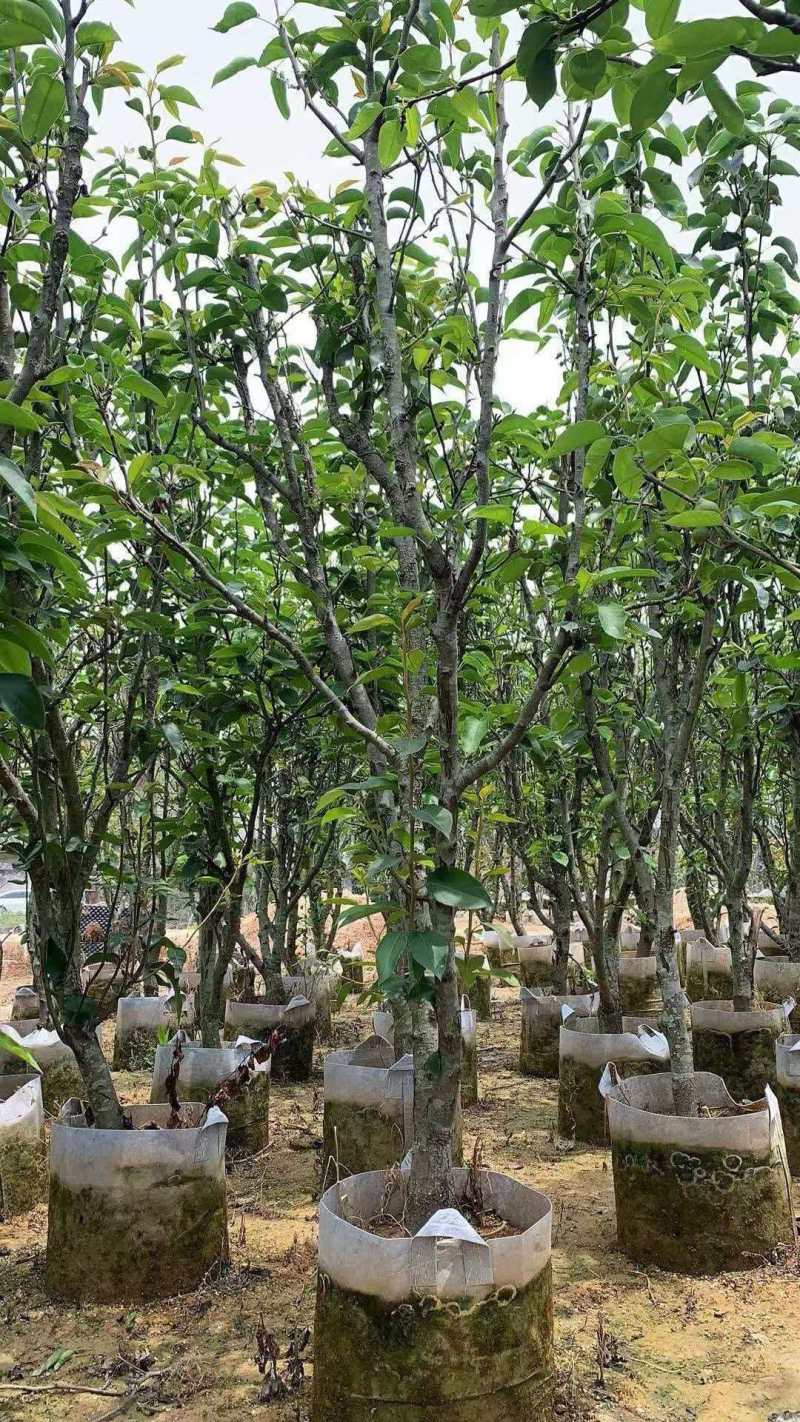 青皮梨苗产地直发保质保量对接全国量大优惠