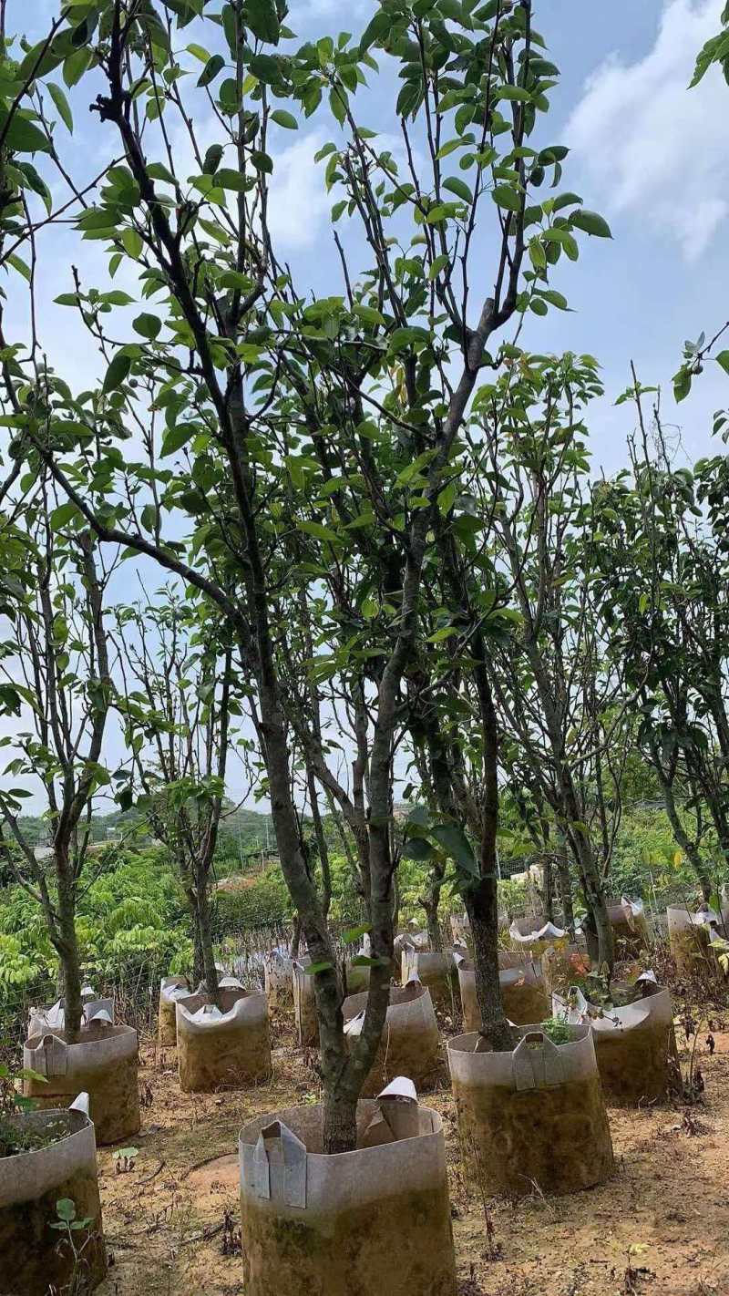 青皮梨苗产地直发保质保量对接全国量大优惠