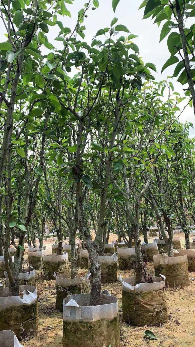 青皮梨苗产地直发保质保量对接全国量大优惠