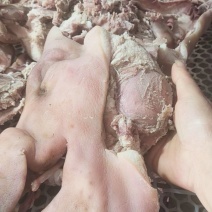 半成品猪头肉