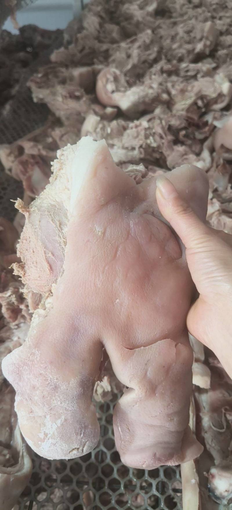 半成品猪头肉