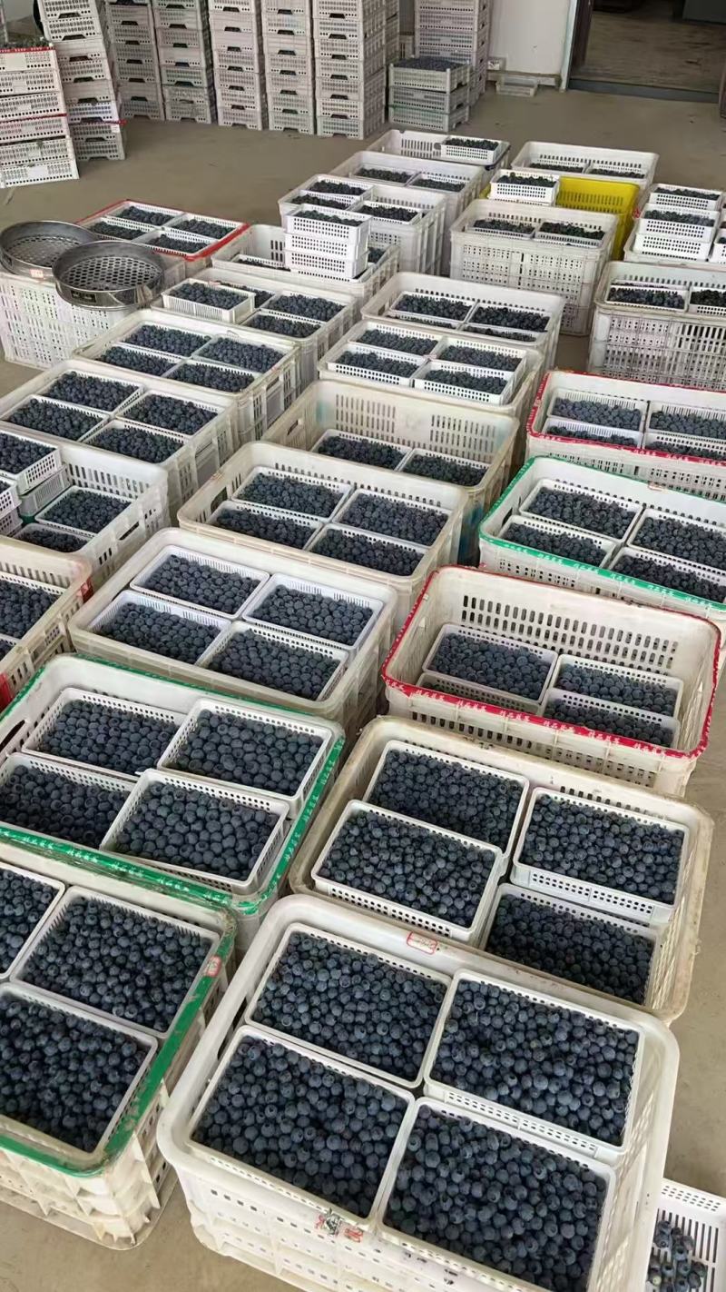 山东蓝莓大量有货基地直供品质优量大价优欢迎咨询来电