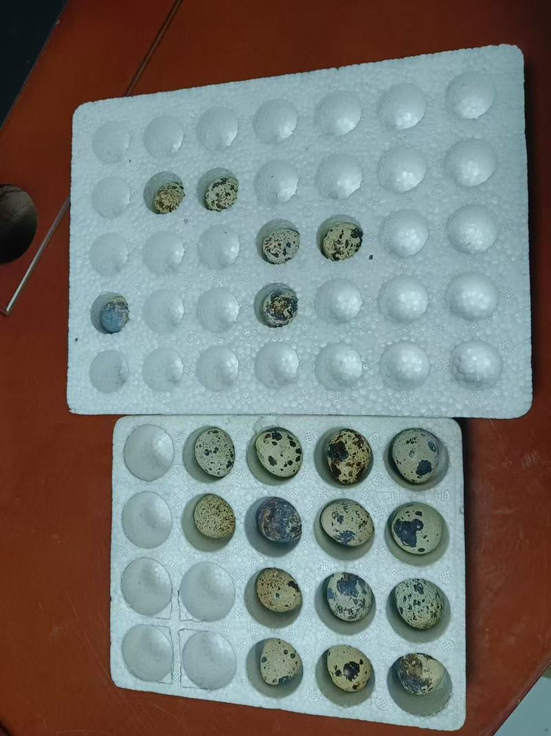 泡沫箱