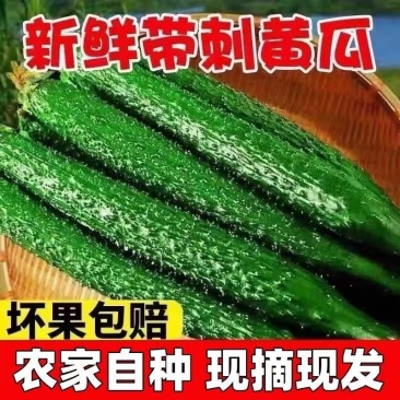 密刺黄瓜新鲜上市，对接市场，档口，电商，商超，量大从优