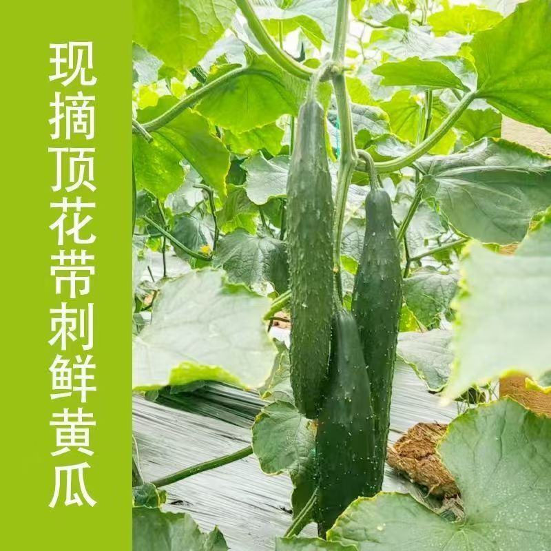 密刺黄瓜新鲜上市，对接市场，档口，电商，商超，量大从优