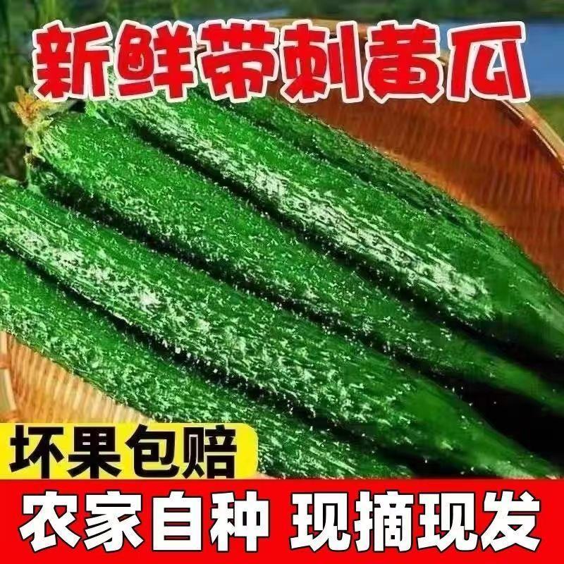 密刺黄瓜新鲜上市，对接市场，档口，电商，商超，量大从优