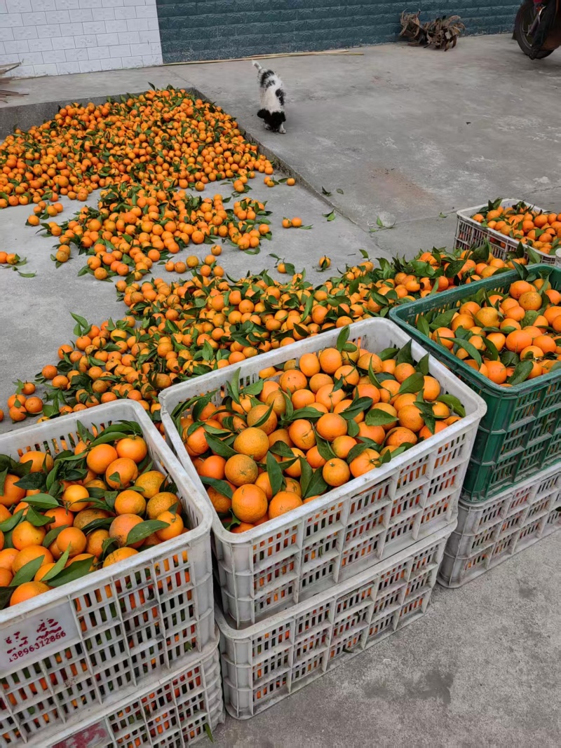 重庆沃柑味甜好剥产地直发量大质优可视频看货欢迎咨询