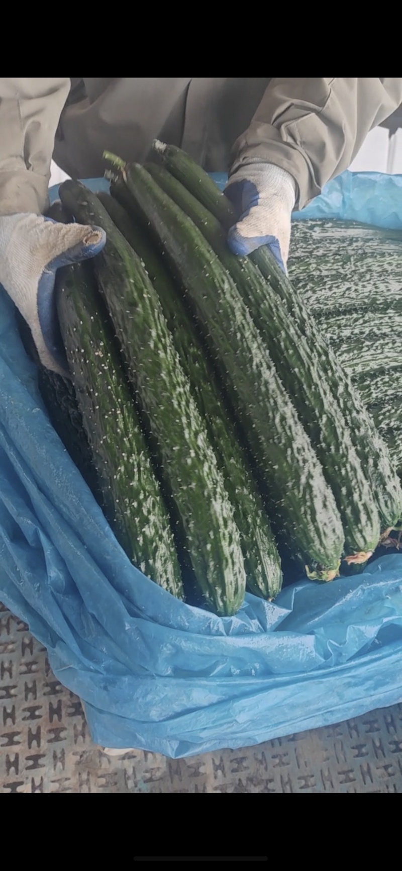 精品莘县黄瓜，密刺黄瓜，大量供应条形好直条干花，保质保量