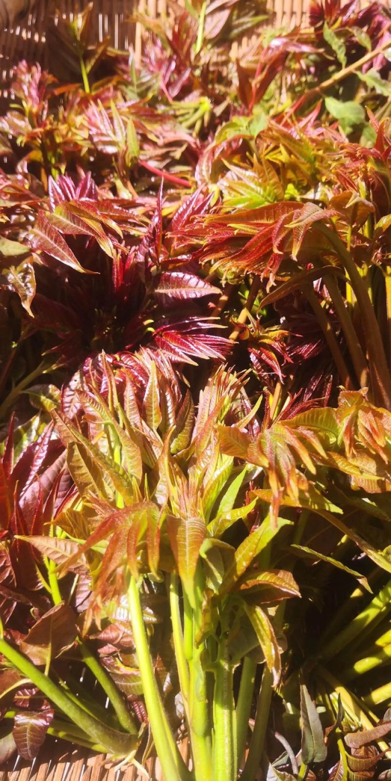 红油香椿芽品质保证服务周到产地直发视频看货欢迎联系。