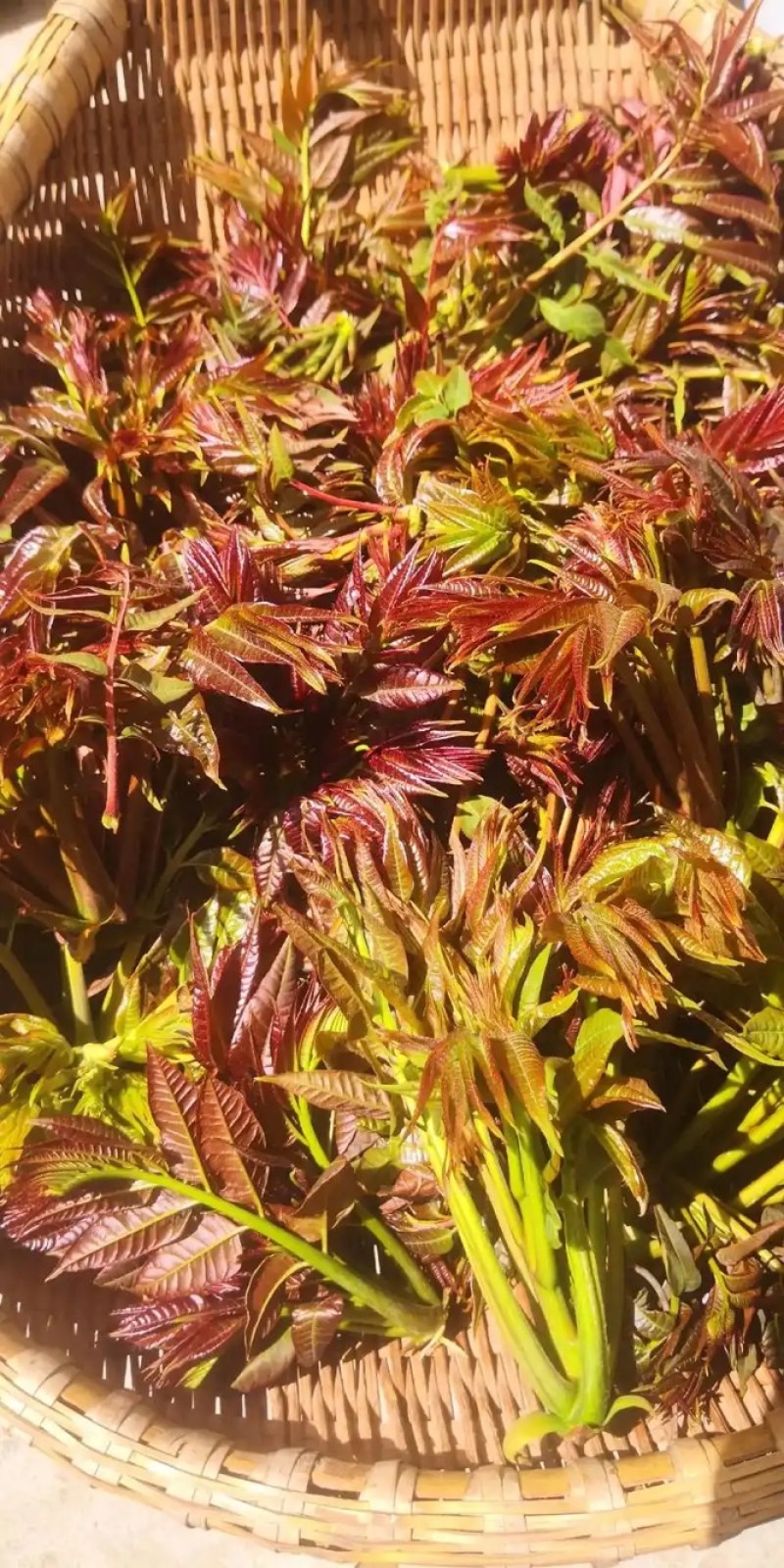 红油香椿芽品质保证服务周到产地直发视频看货欢迎联系。