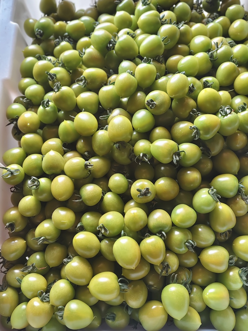 自贡市鼎新七彩小番茄