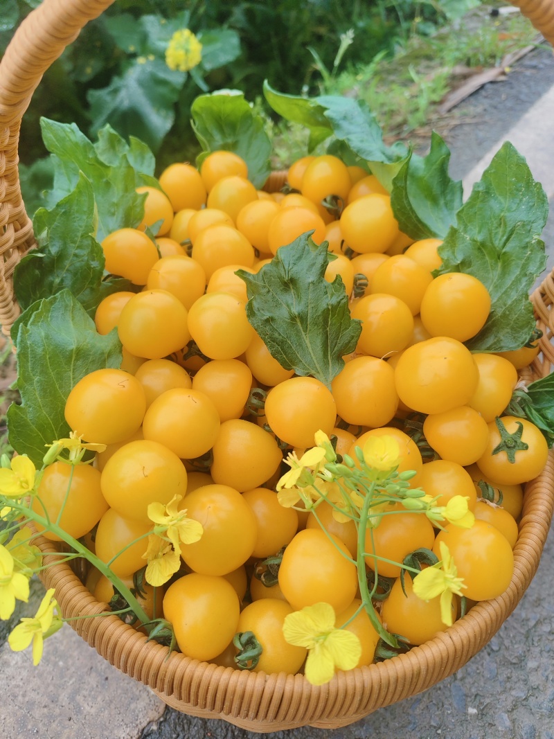 自贡市鼎新七彩小番茄