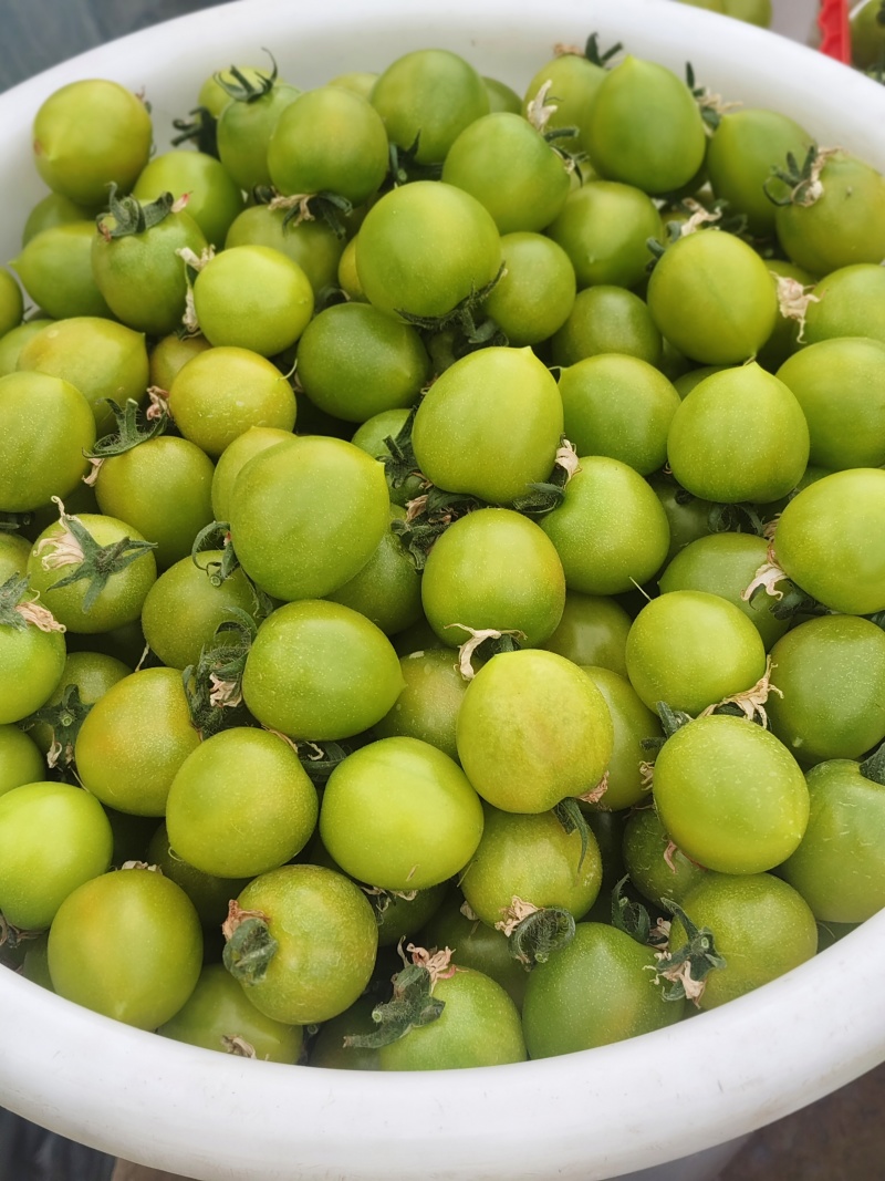 七彩小番茄