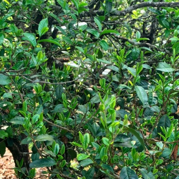 临沧市临翔区邦东老寨茶叶，散料