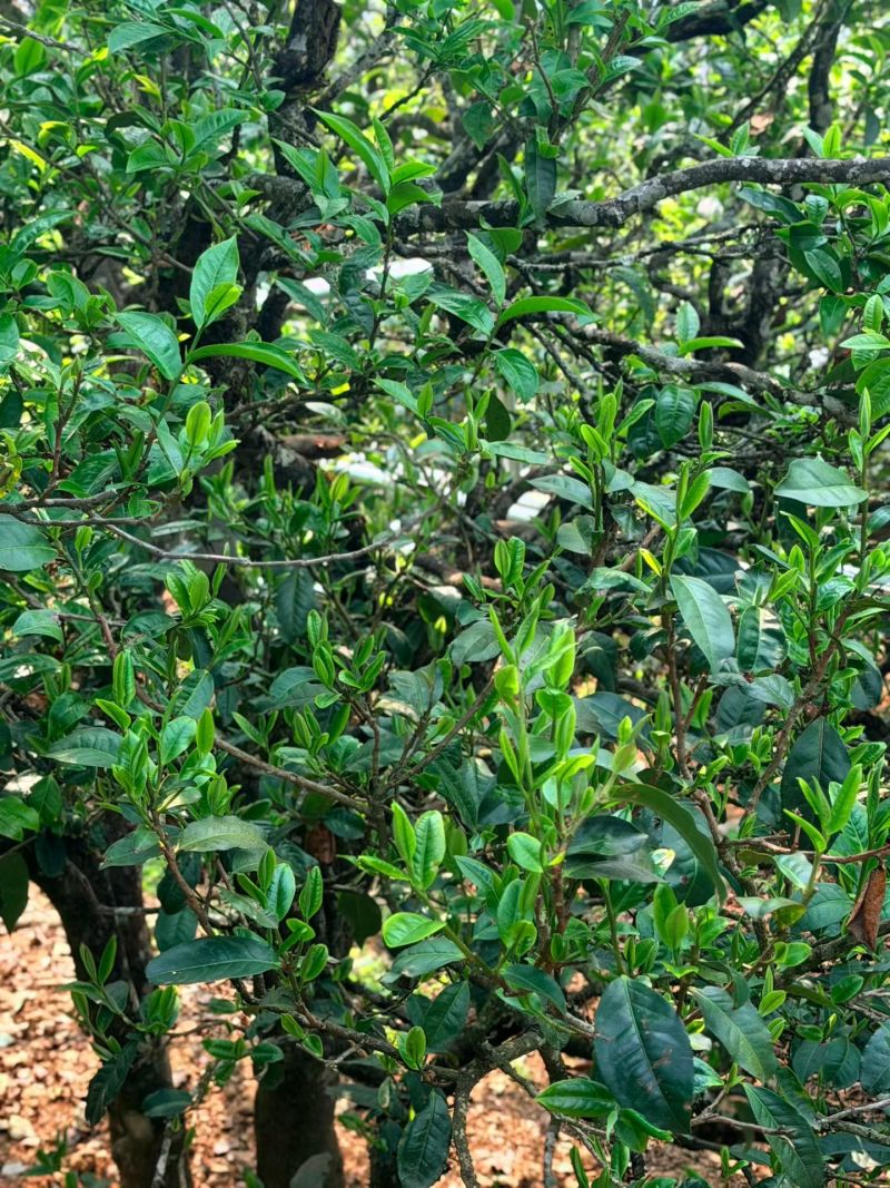 临沧市临翔区邦东老寨茶叶，散料