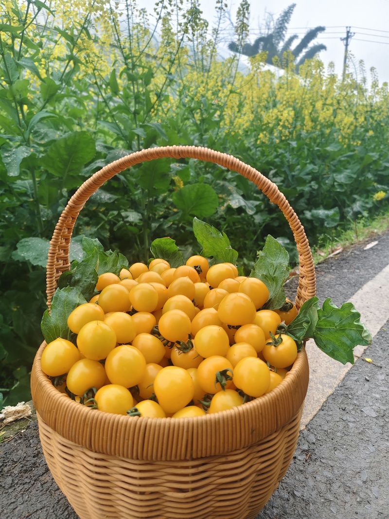 七彩小番茄