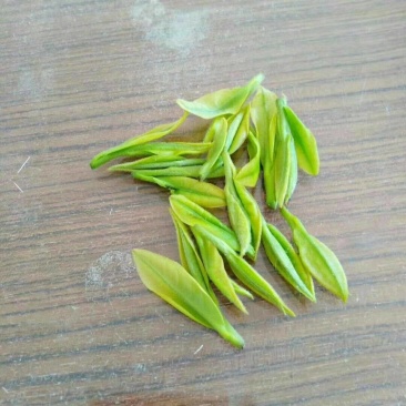 安吉白茶鲜叶