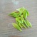 安吉白茶鲜叶