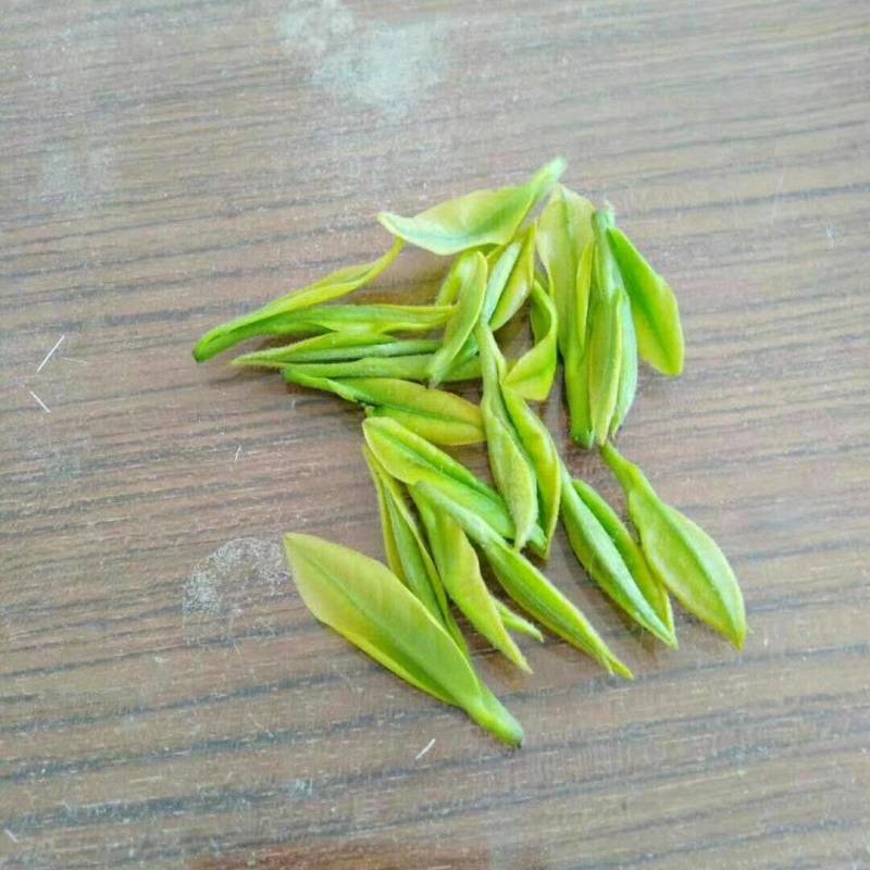 安吉白茶鲜叶