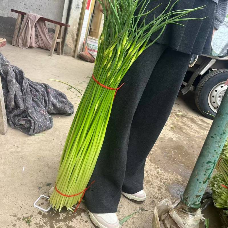 安徽白帽蒜苔大量接单产地直发量大从优欢迎来电