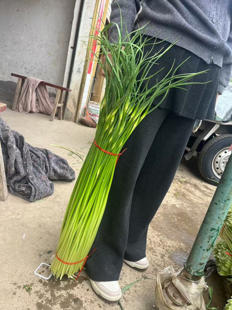 安徽白帽蒜苔大量接单产地直发量大从优欢迎来电