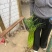 安徽白帽蒜苔大量接单产地直发量大从优欢迎来电