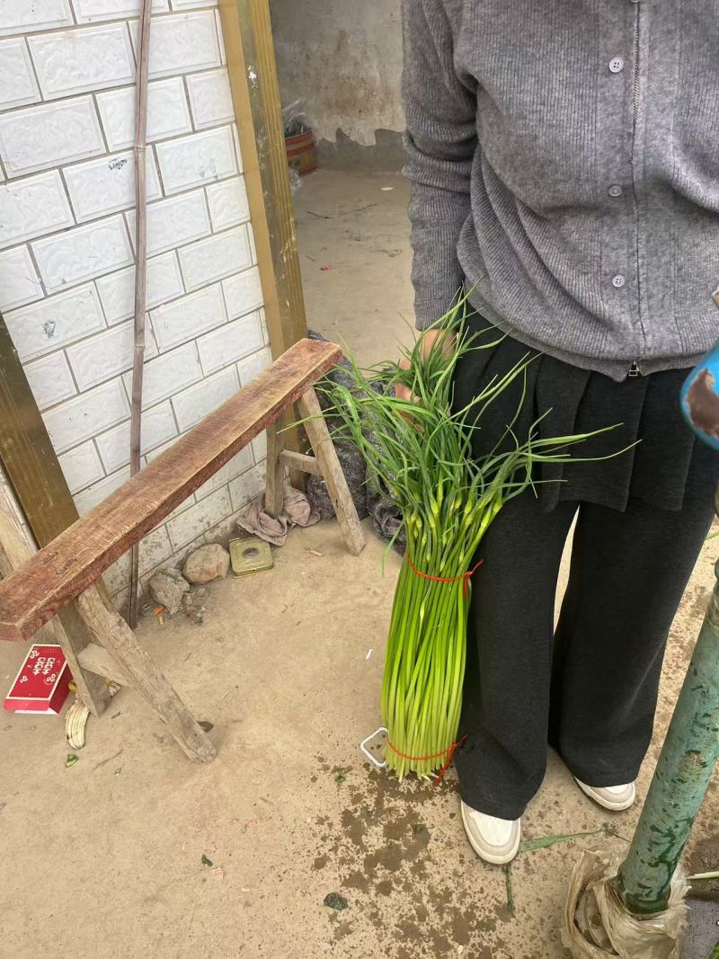安徽白帽蒜苔大量接单产地直发量大从优欢迎来电