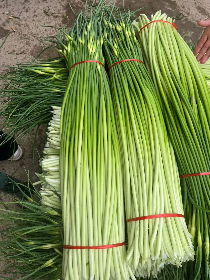 安徽白帽蒜苔大量接单产地直发量大从优欢迎来电