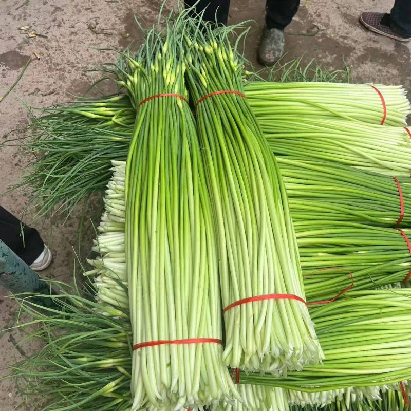 安徽亳州白帽蒜苔大量接单货源充足保质保量欢迎来电咨询
