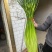 安徽亳州白帽蒜苔大量接单货源充足保质保量欢迎来电咨询