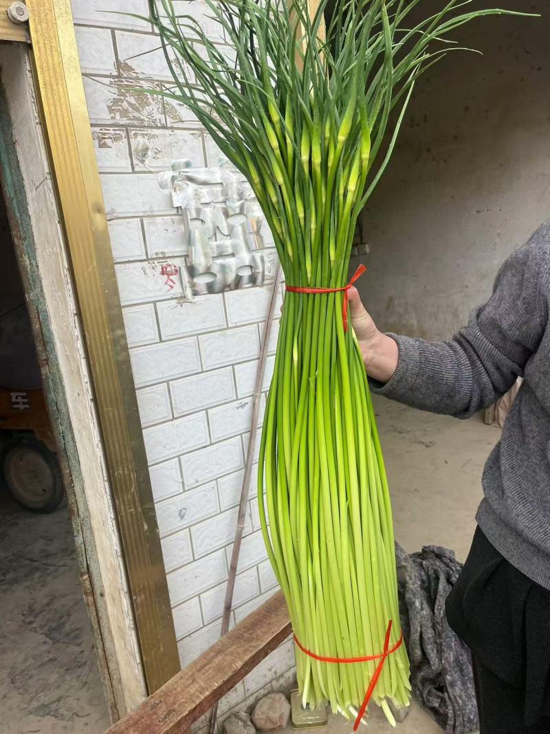安徽亳州白帽蒜苔大量接单货源充足保质保量欢迎来电咨询