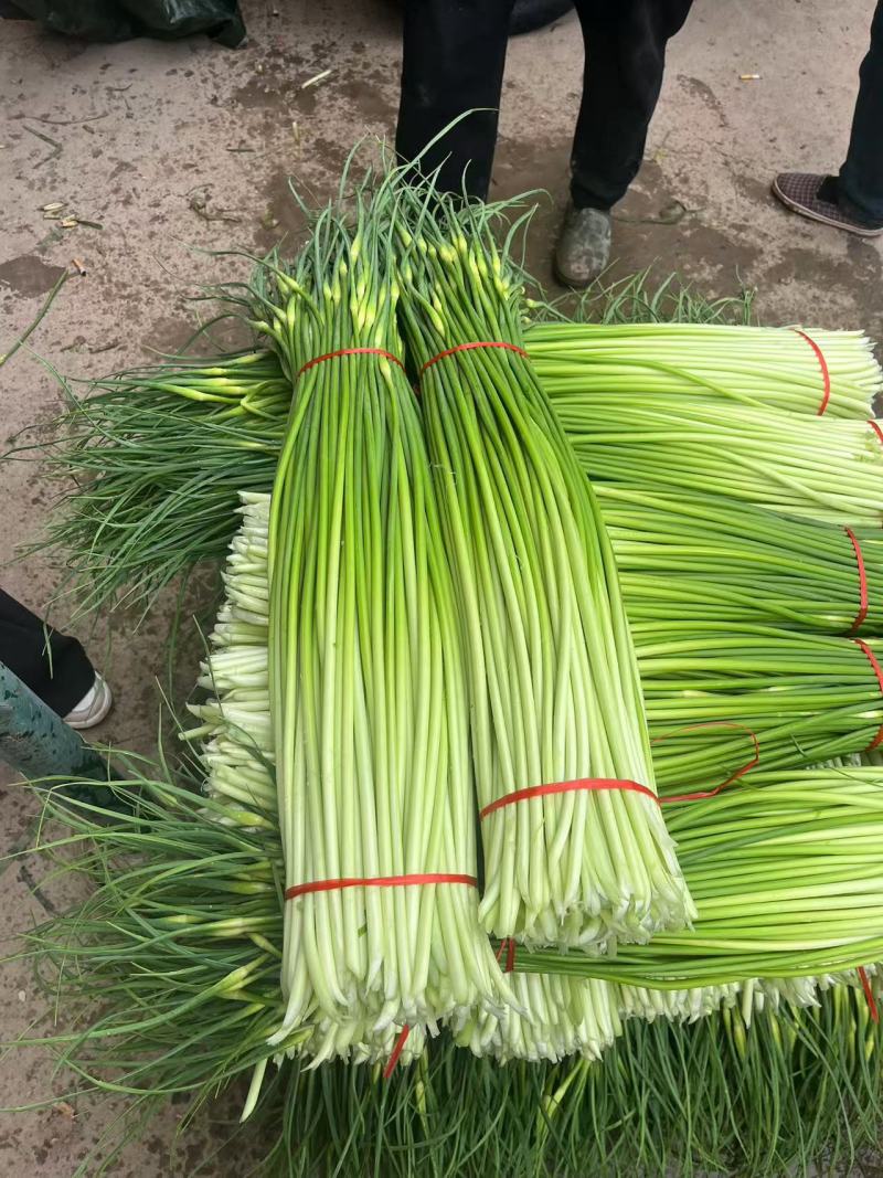 安徽亳州白帽蒜苔大量接单货源充足保质保量欢迎来电咨询