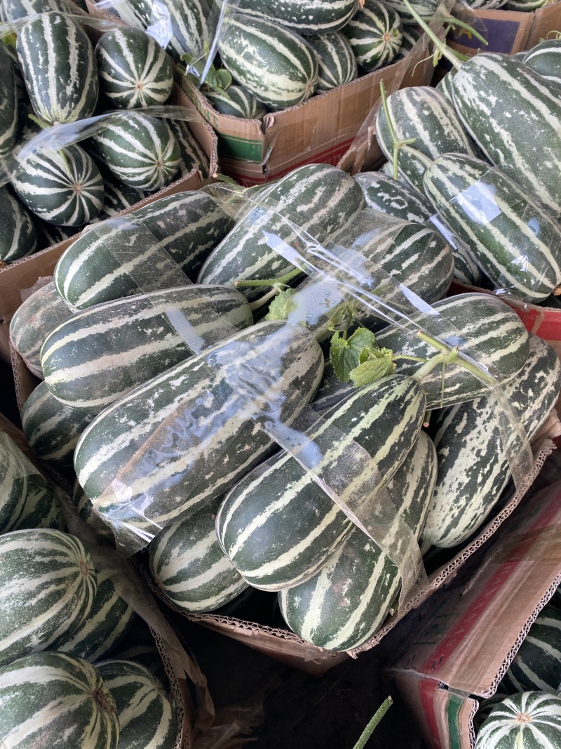 博洋9甜瓜大量有货对接全国市场电商产地直发