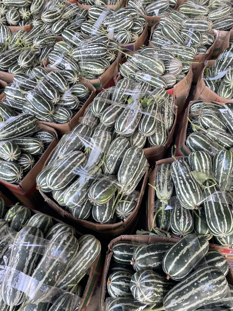 博洋9甜瓜大量有货对接全国市场电商产地直发