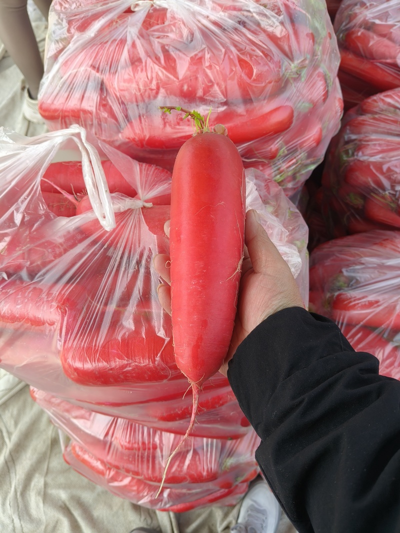 红皮水萝卜红萝卜无糠心无水印货源充足产品质量优良对接全国