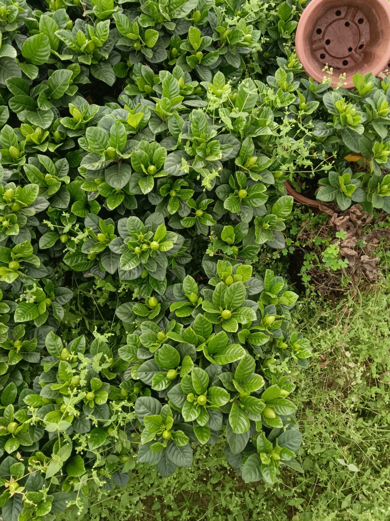 栀子花盆栽230盆盆栽。。。。。。。。。。。