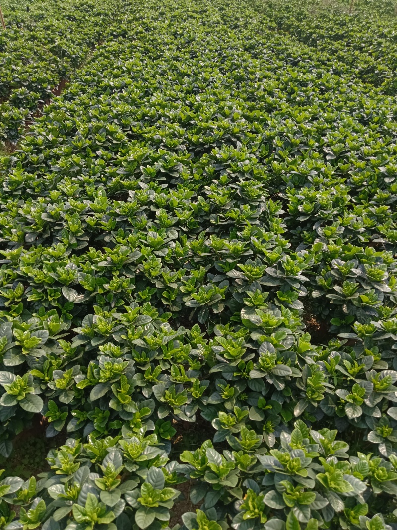栀子花盆栽230盆盆栽。。。。。。。。。。。