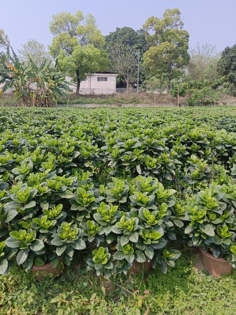 栀子花盆栽230盆盆栽。。。。。。。。。。。