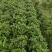 栀子花盆栽230盆盆栽。。。。。。。。。。。