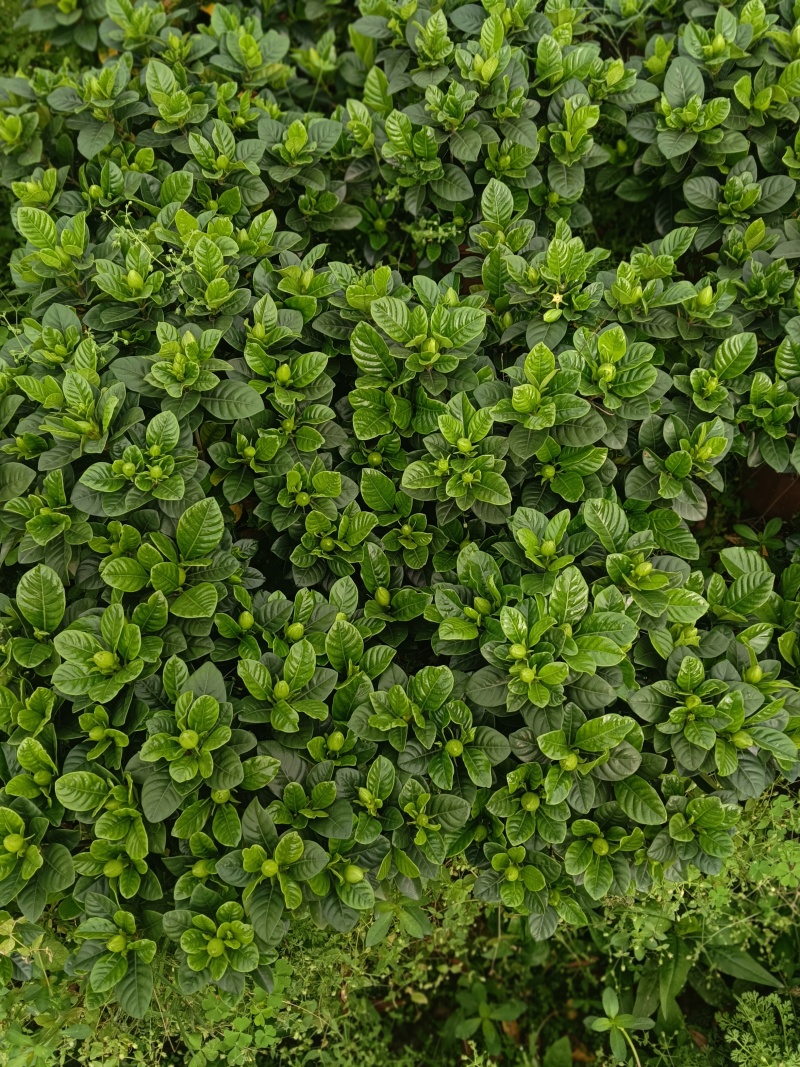 栀子花盆栽230盆盆栽。。。。。。。。。。。